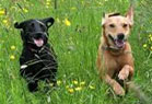 Dogs Running