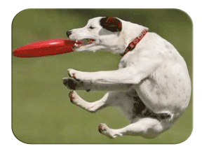 Frisbee dog