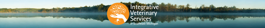 IVS Header and Logo