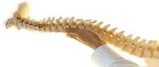 Spinal Manipulation